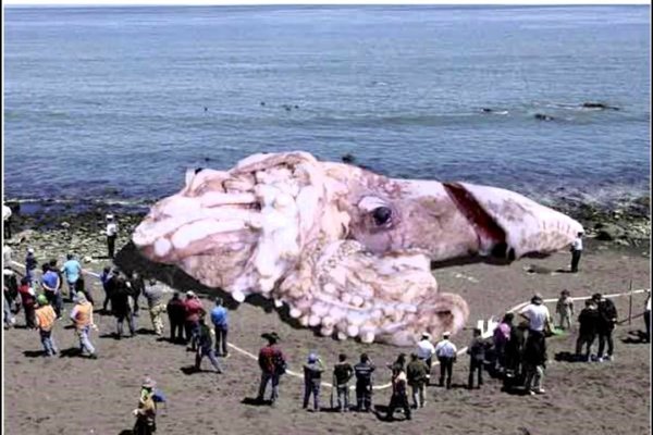 Kraken вход kraken torion
