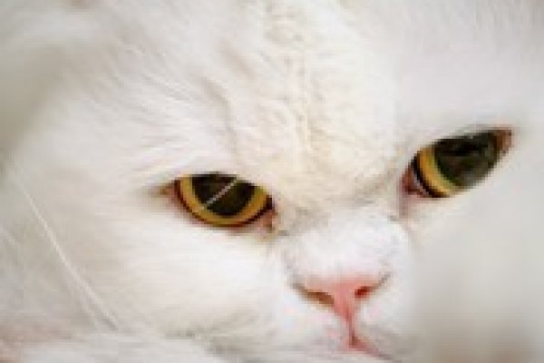 Кракен правильная