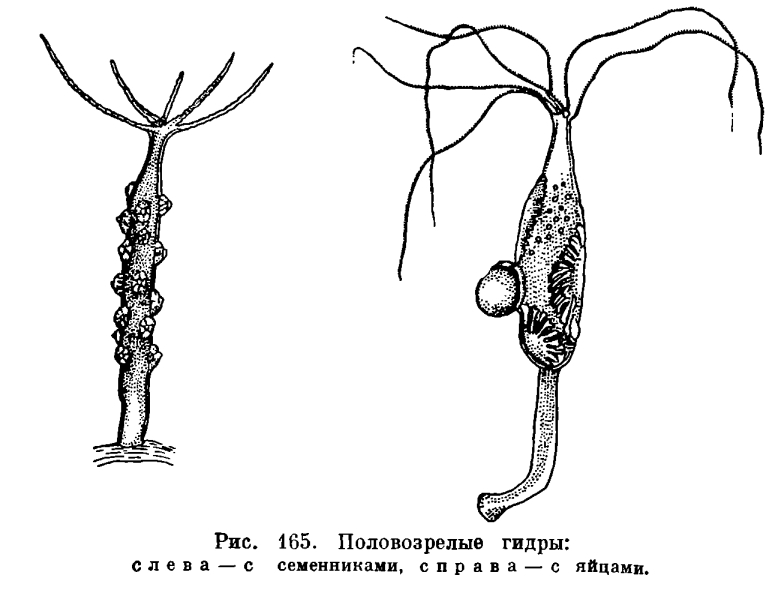 Официальный сайт даркнет